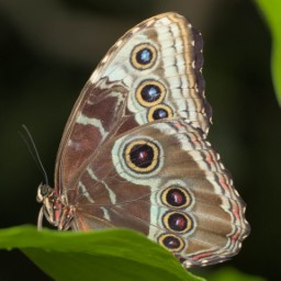 A macro photograph I took of a butterfly. I post more photos to Bluesky, and offer higher-quality downloads.
